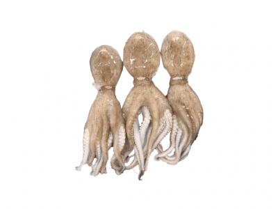 Bạch tuộc LS size 10/20 con/kg, MB20