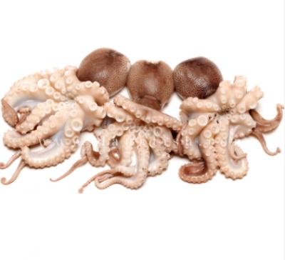Bạch tuộc LS size 20/40 con/kg, MB20