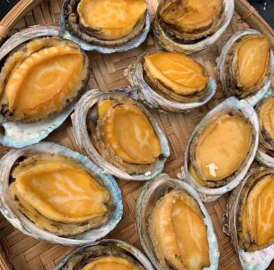 Bào ngư Hàn Quốc tươi sống (11-14 con/kg)