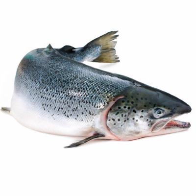 Cá hồi Nauy nguyên con chuẩn Sashimi