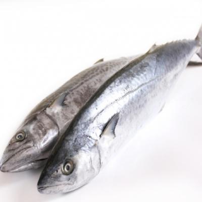 Cá thu size 3/5 kg/con, MB8
