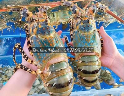 Các loại tôm hùm phổ biến tại Việt Nam