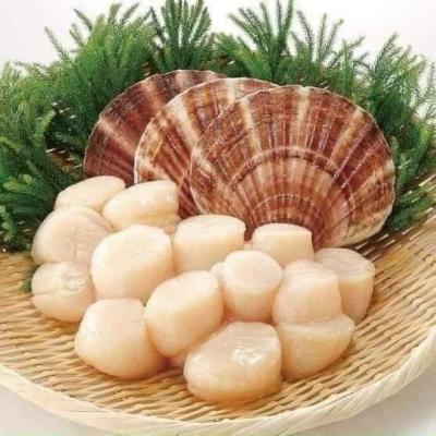 cồi sò điệp nhật  giá sỉ thành phố hồ chí minh