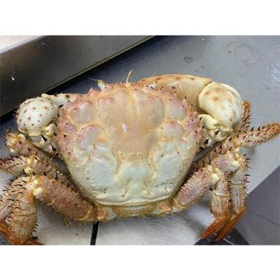 Cua Champagne Úc (Size lớn 1-2kg/con) – Giao sống tận nơi