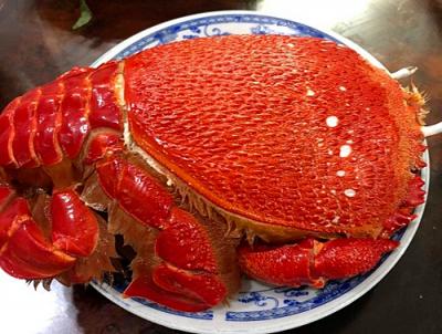 Cua Huỳnh Đế Việt Nam sống