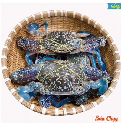 Ghẹ xanh Phan Thiết sống