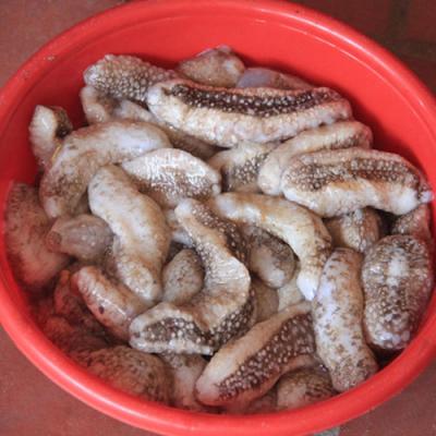 Hải sâm trắng Nha Trang loại 1 – Món ăn bồi bổ sức khoẻ