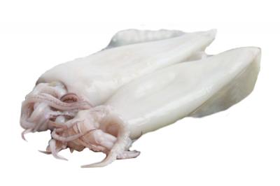 Mực Ống Indo