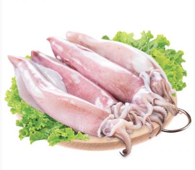 Mực ống Loligo Indonesia phên mỏng