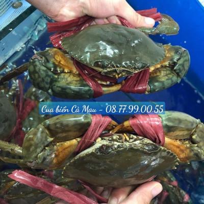Sỉ Cua Biển Cà Mau Giá Rẻ Giao Tận Nơi